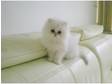 White Pedigree Chinchilla Persian kittens (James Bond cats)