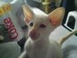 2 Red Point Siamese Kittens