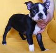 Bealtiful lovely Boston terrier puppies looking for their new home