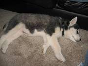 Blue eyes Siberian Husky pups for a new home