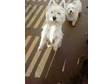 Pair Of Westie Dogs 1bitch 1dog Ideal for Breeding