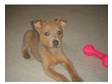 jack russell patterdale X 14wk old puppy. Ben is a good....