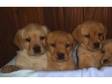 adorable red/yellow labrador pups ready now