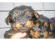 Yorkshire Terrier pups Litter of beautiful well bred ....