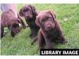 Labrador Pups Chocolate,  Litter of beautiful well bred....
