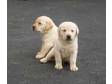 Labrador Retriever Puppies for Sale All puppies are vet....