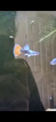 Male and Female Guppies